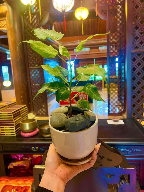 CÂY BỒ ĐỀ MINI – MẦM GIÁC NGỘ NGAY TRONG NGÔI NHÀ CỦA BẠN