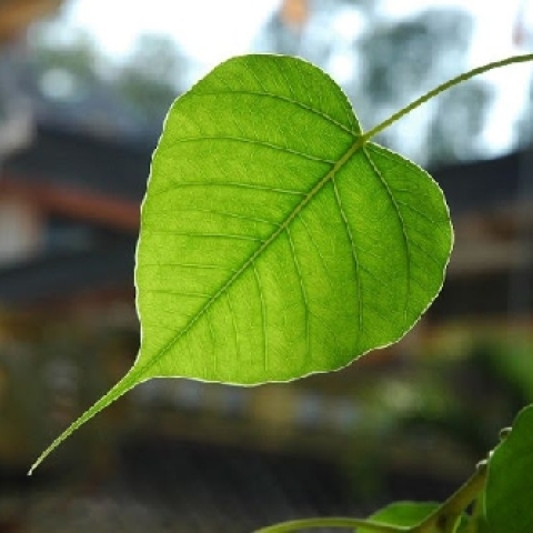 LÁ BỒ ĐỀ ẤN ĐỘ – CHỨNG TÍCH SỐNG CỦA CHÁNH PHÁP