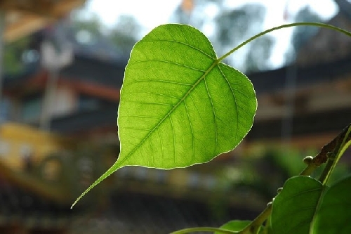 LÁ BỒ ĐỀ ẤN ĐỘ – CHỨNG TÍCH SỐNG CỦA CHÁNH PHÁP